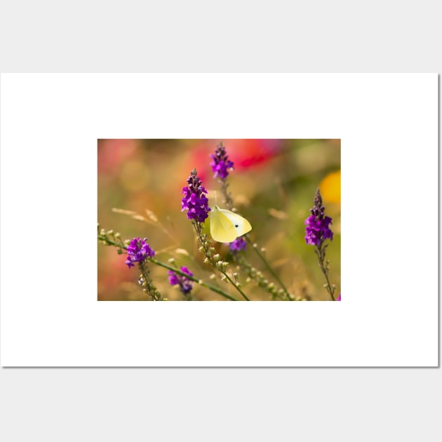 Yellow butterfly on purple flowers Wall Art by blossomcophoto